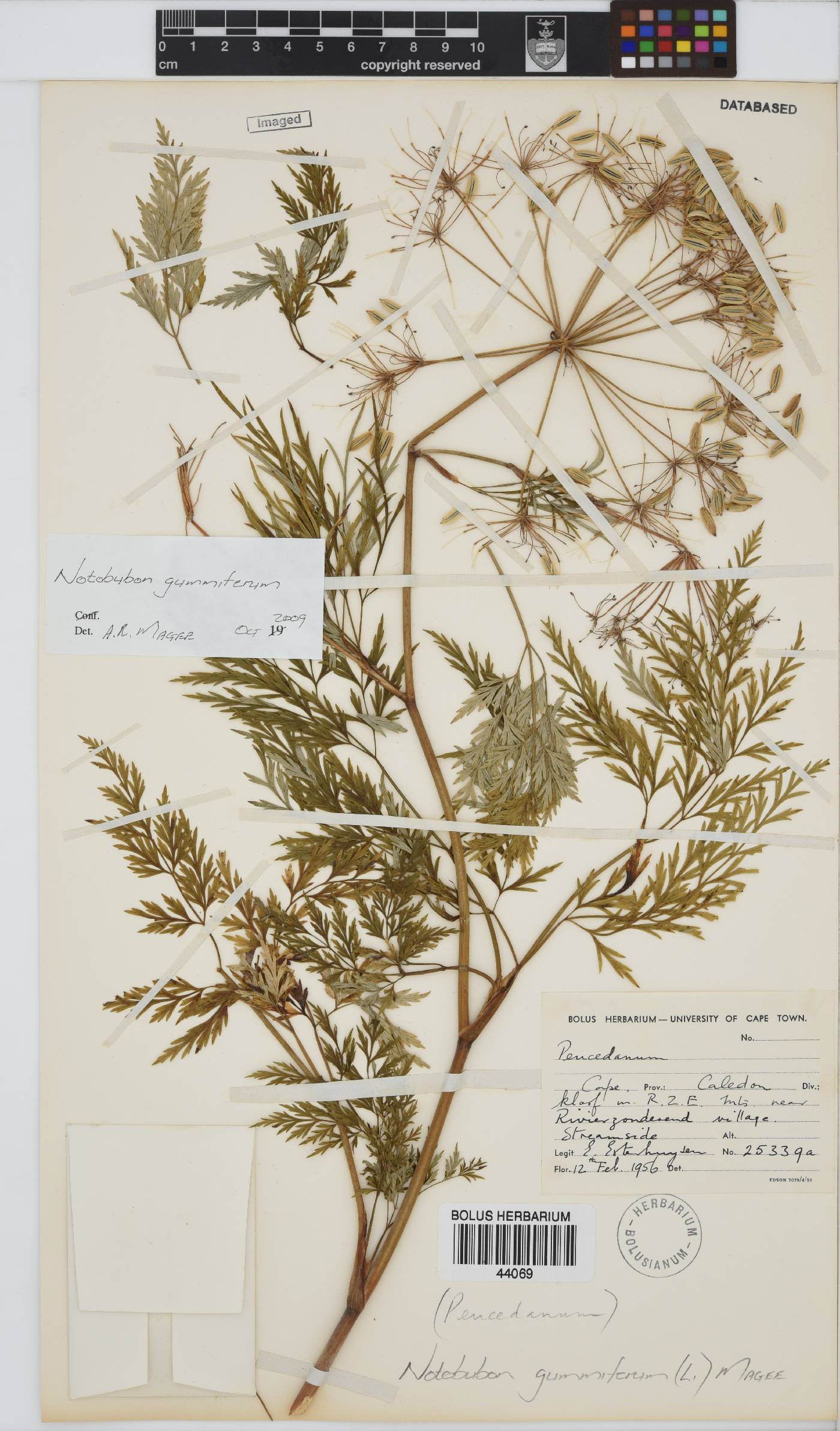 Notobubon gummiferum image
