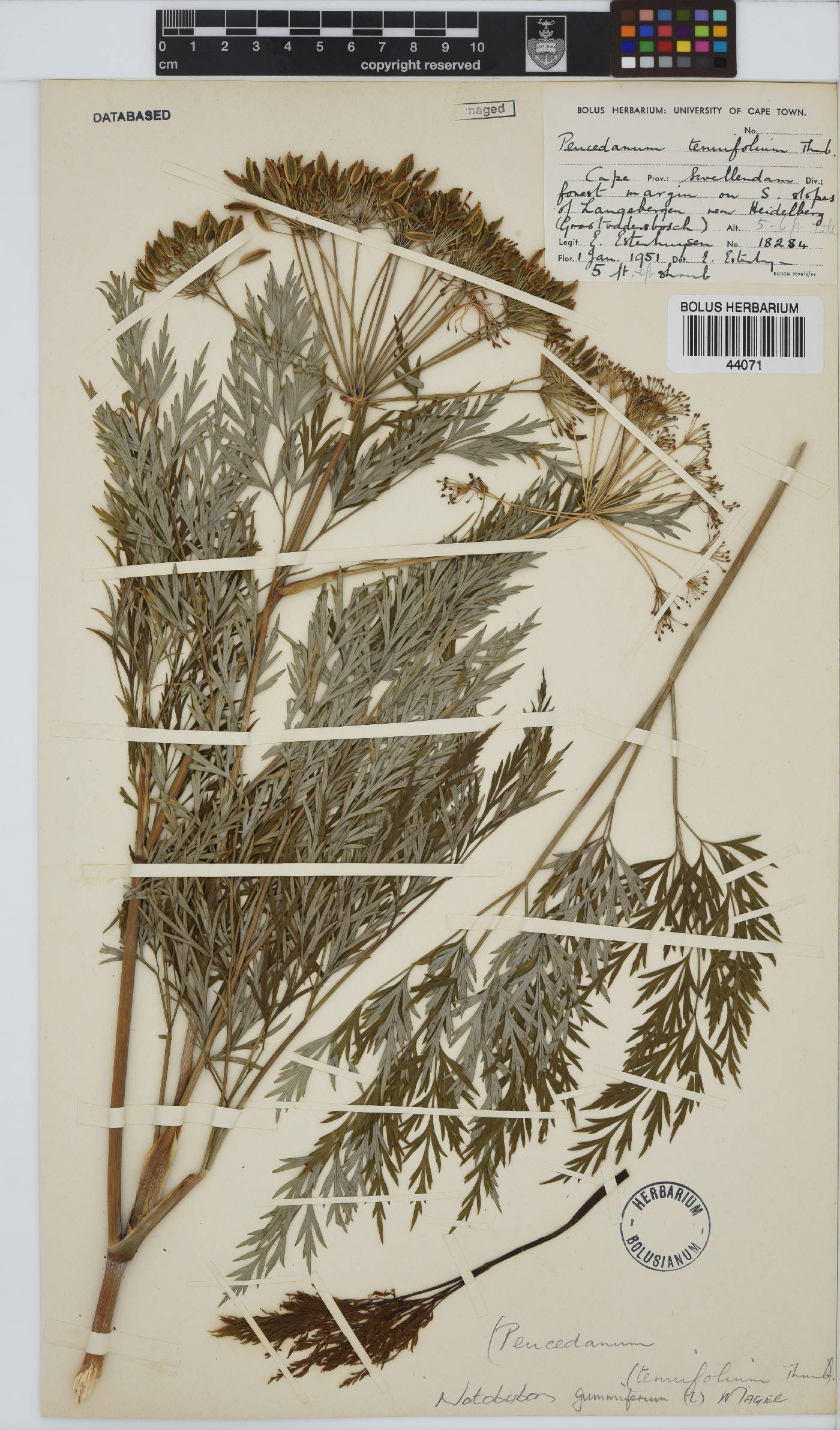 Notobubon gummiferum image