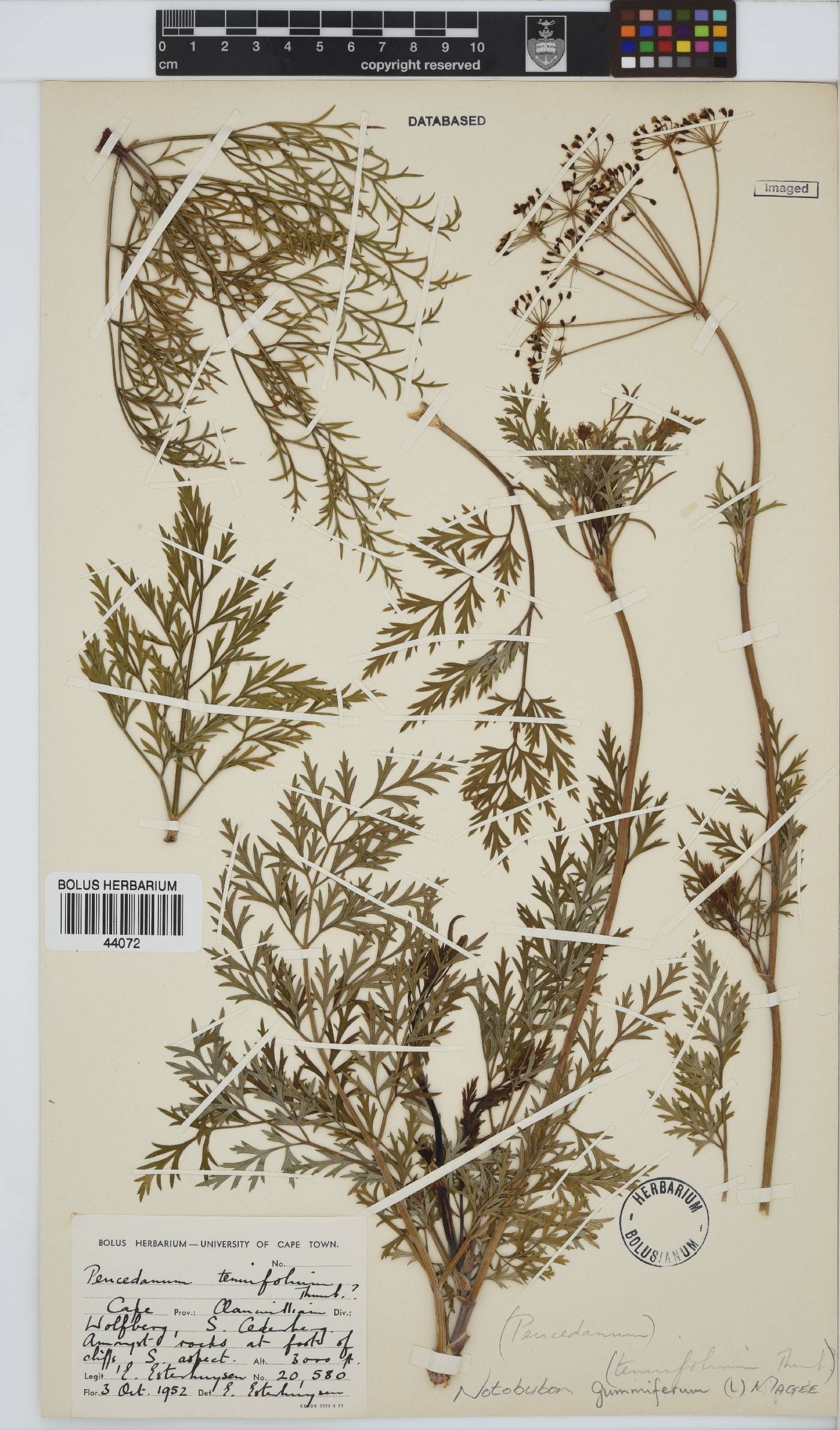 Notobubon gummiferum image