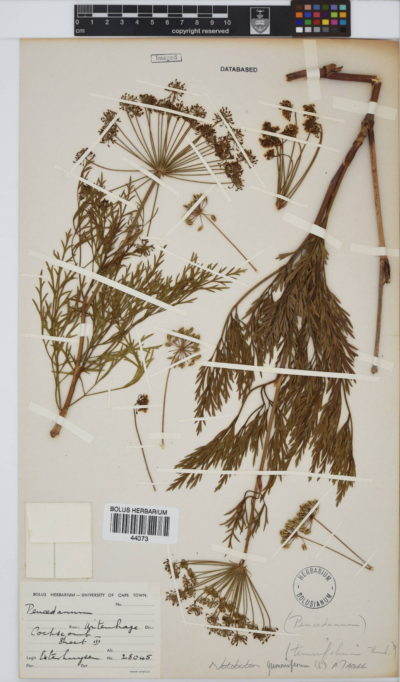 Notobubon gummiferum image