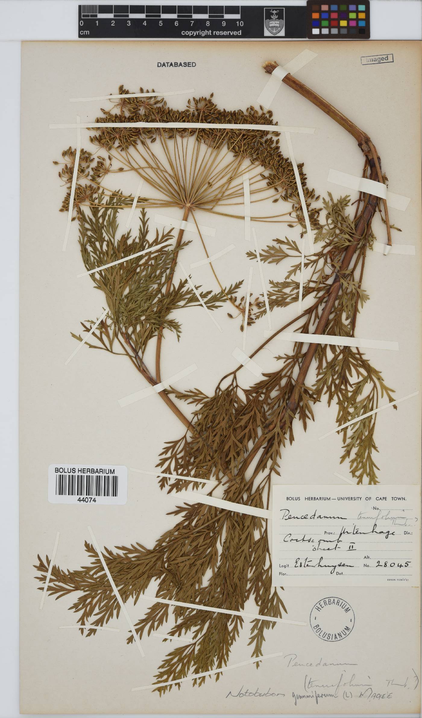 Notobubon gummiferum image