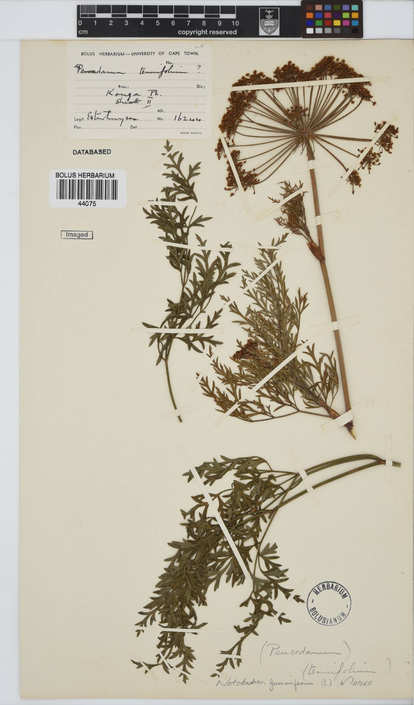 Notobubon gummiferum image