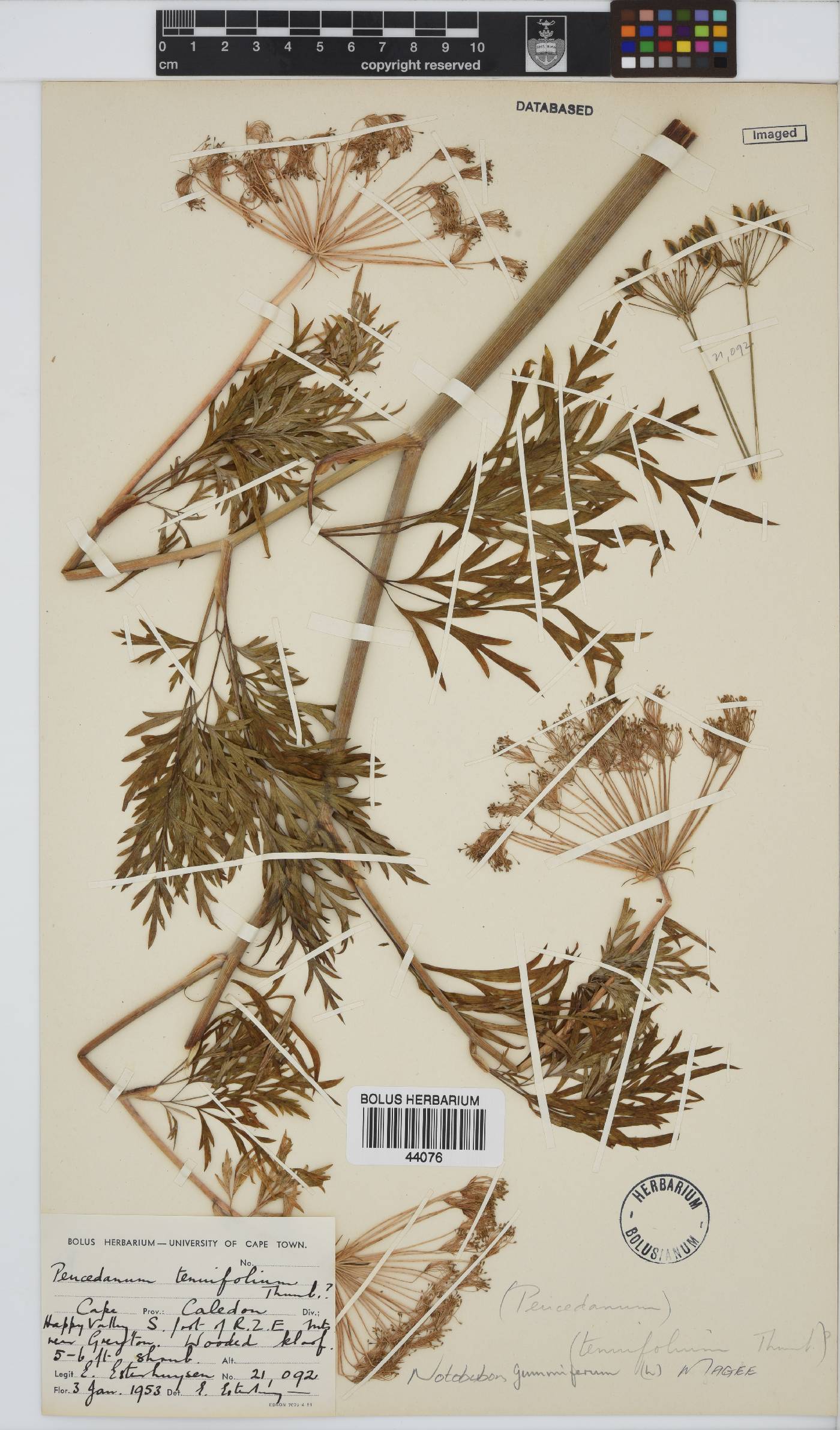 Notobubon gummiferum image