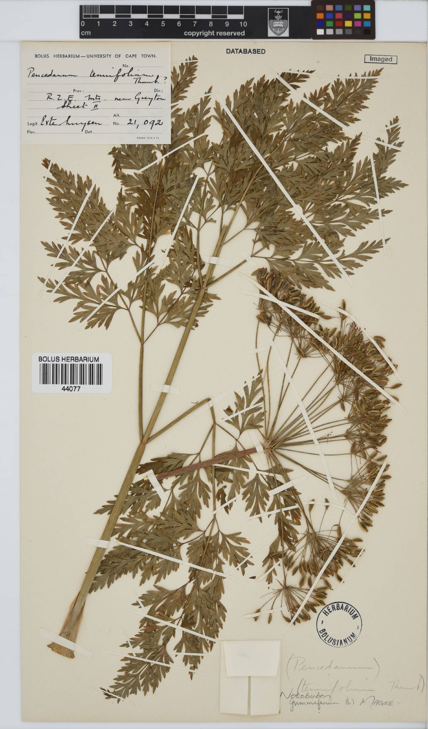 Notobubon gummiferum image