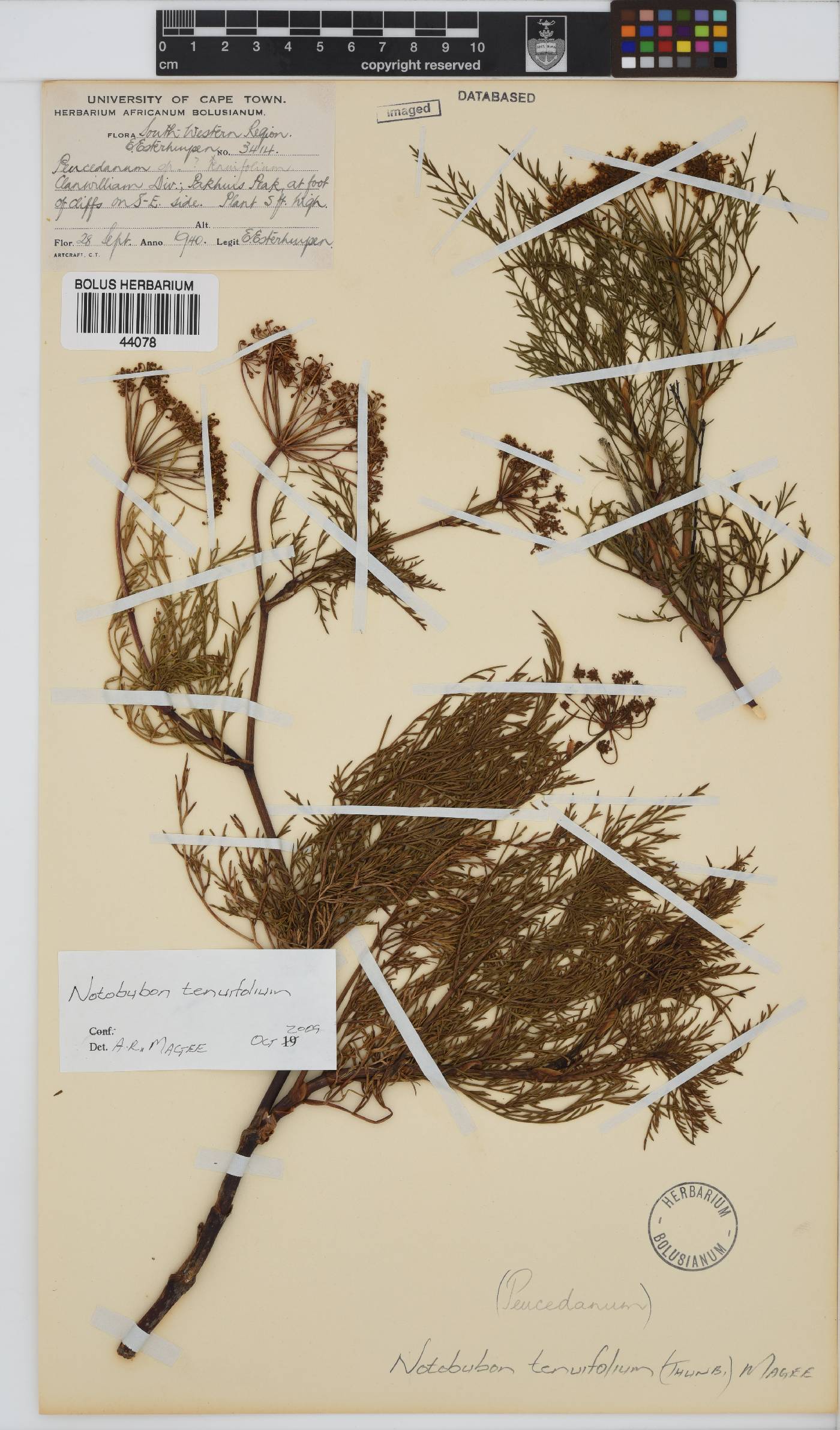 Notobubon tenuifolium image