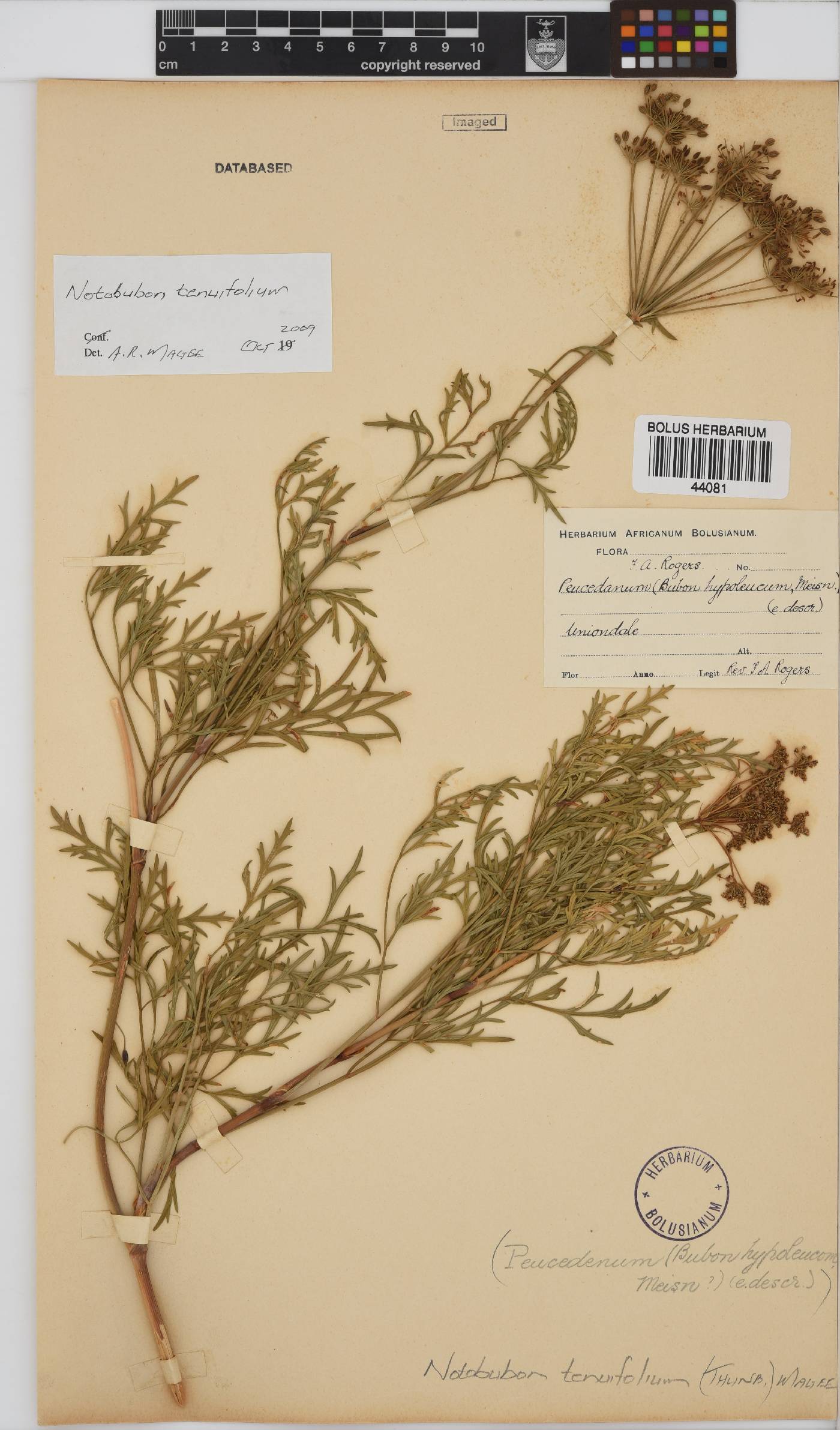 Notobubon tenuifolium image