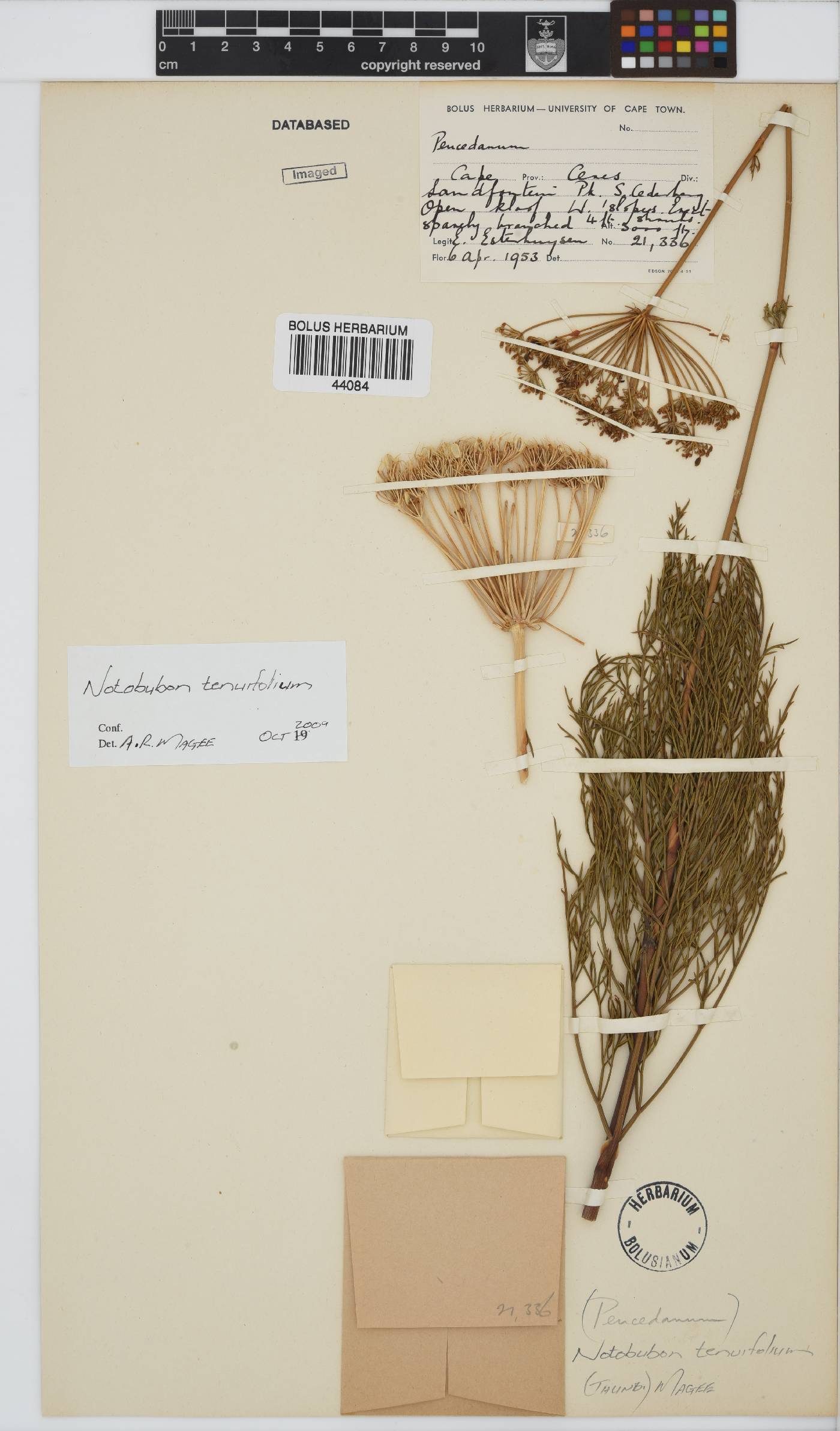 Notobubon tenuifolium image