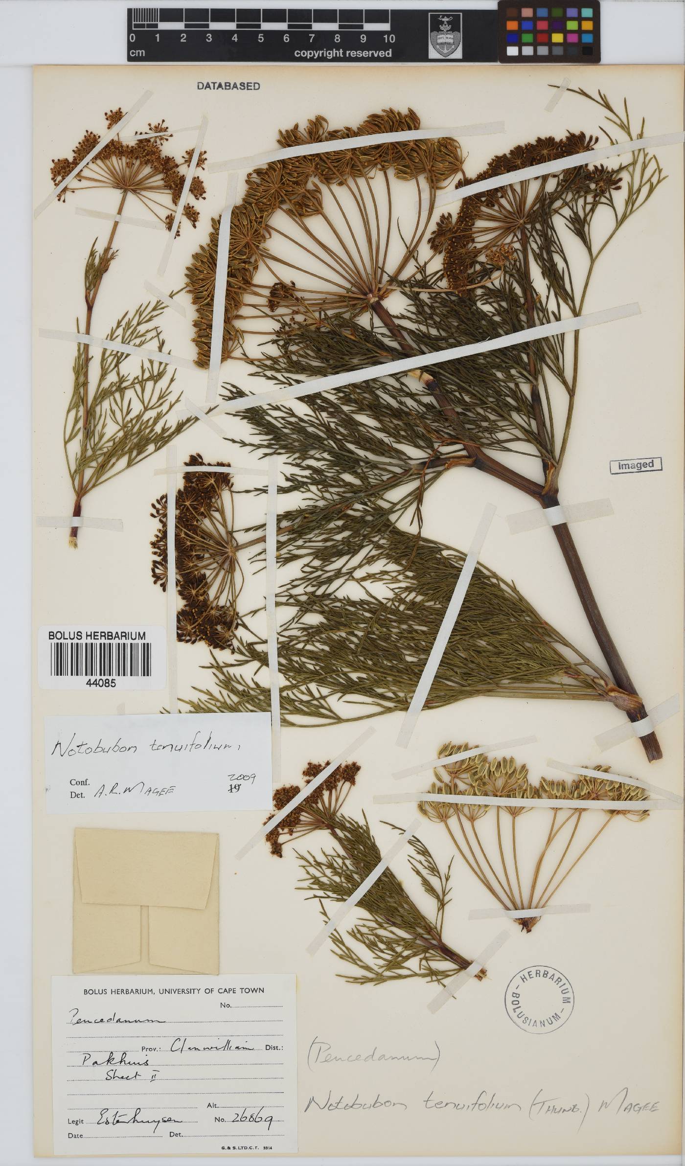Notobubon tenuifolium image