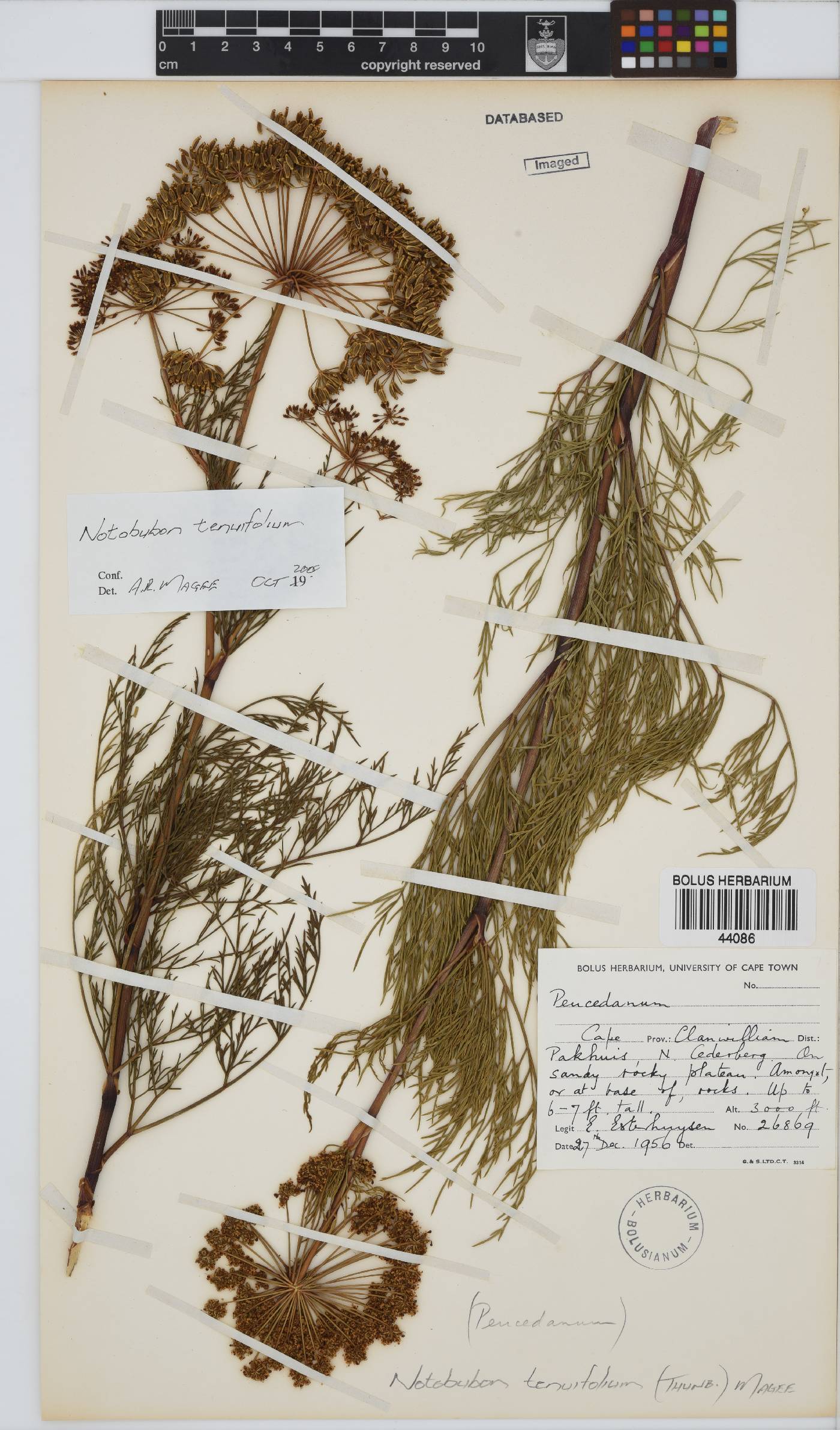 Notobubon tenuifolium image