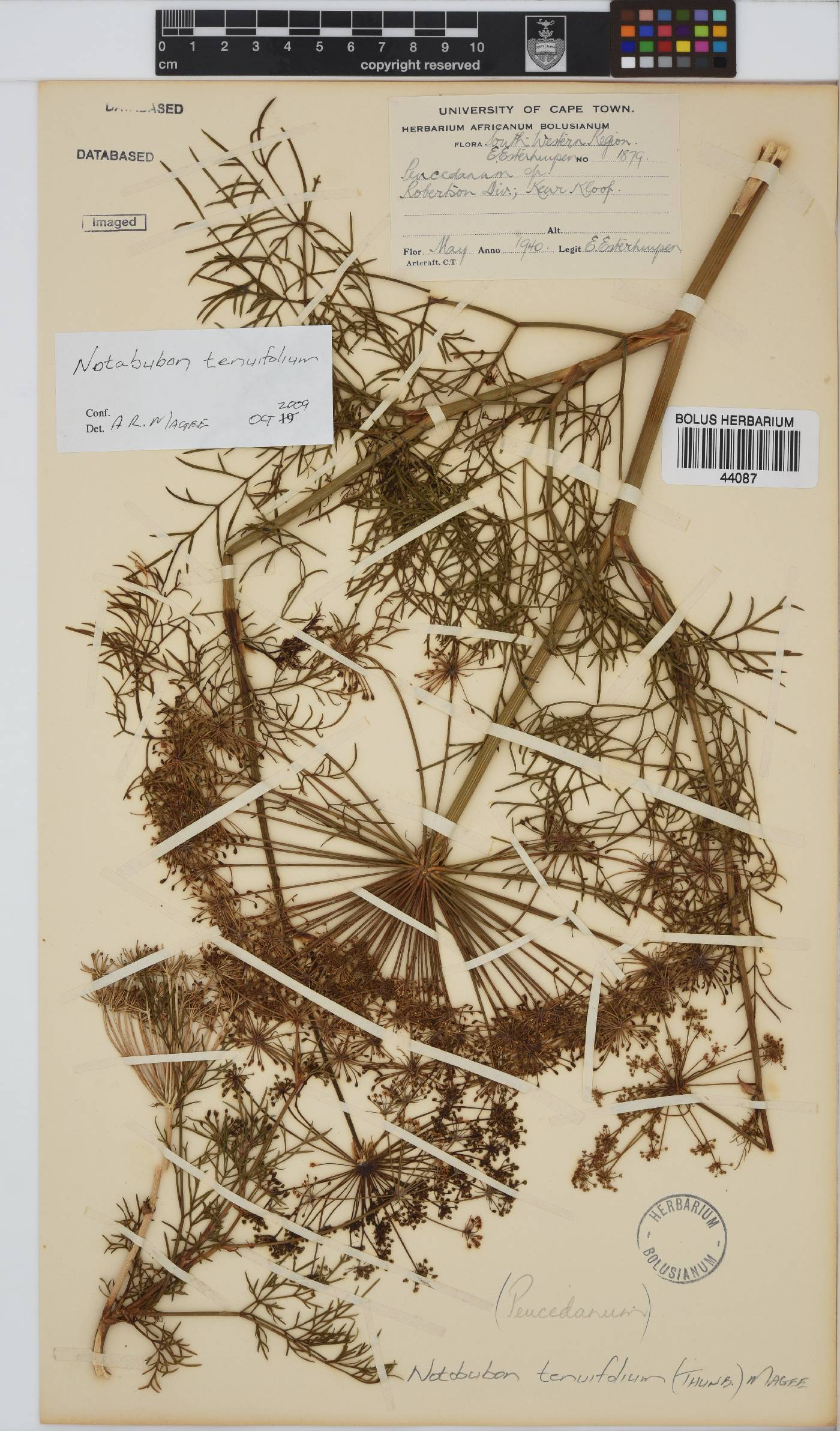 Notobubon tenuifolium image