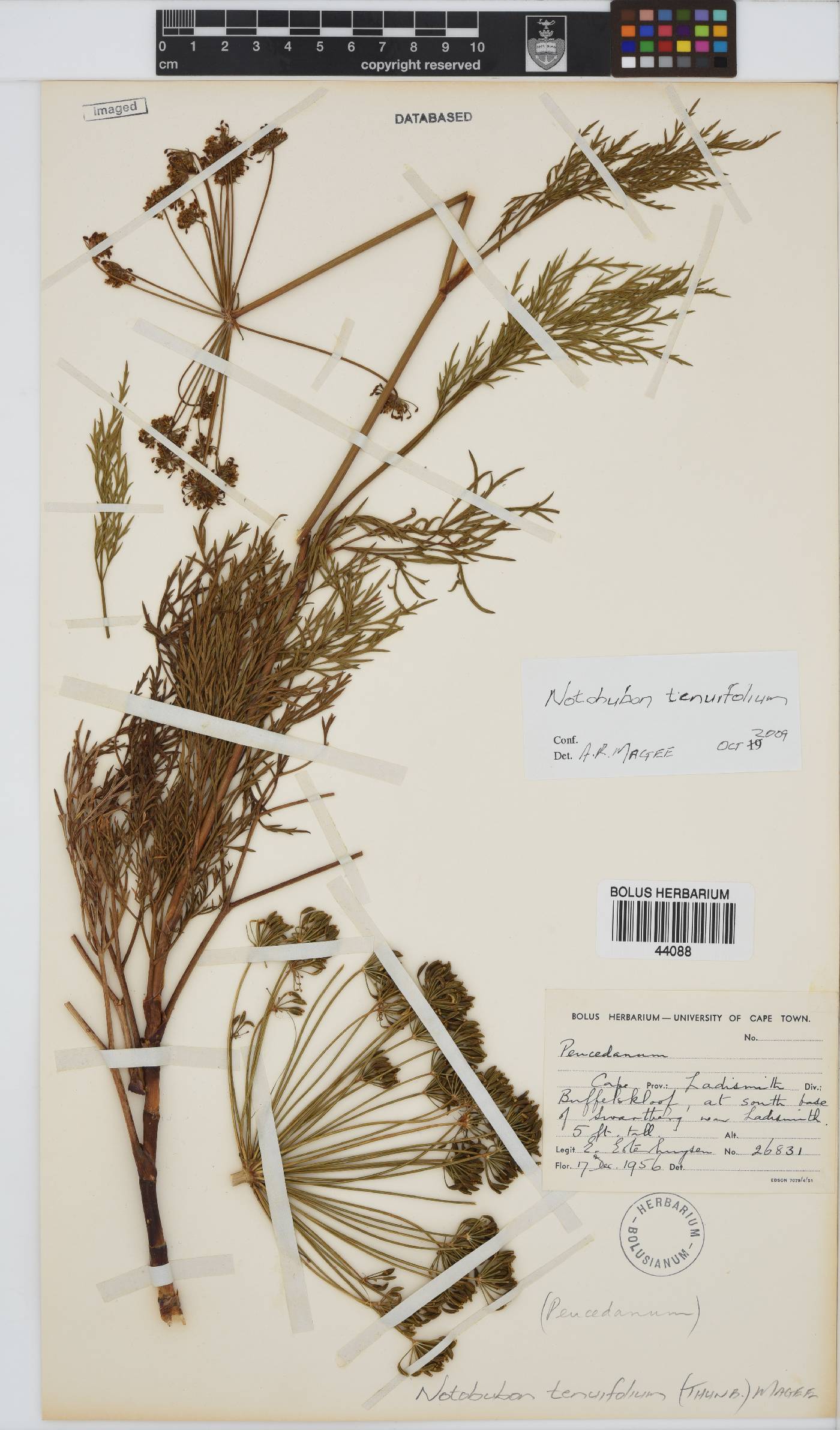 Notobubon tenuifolium image