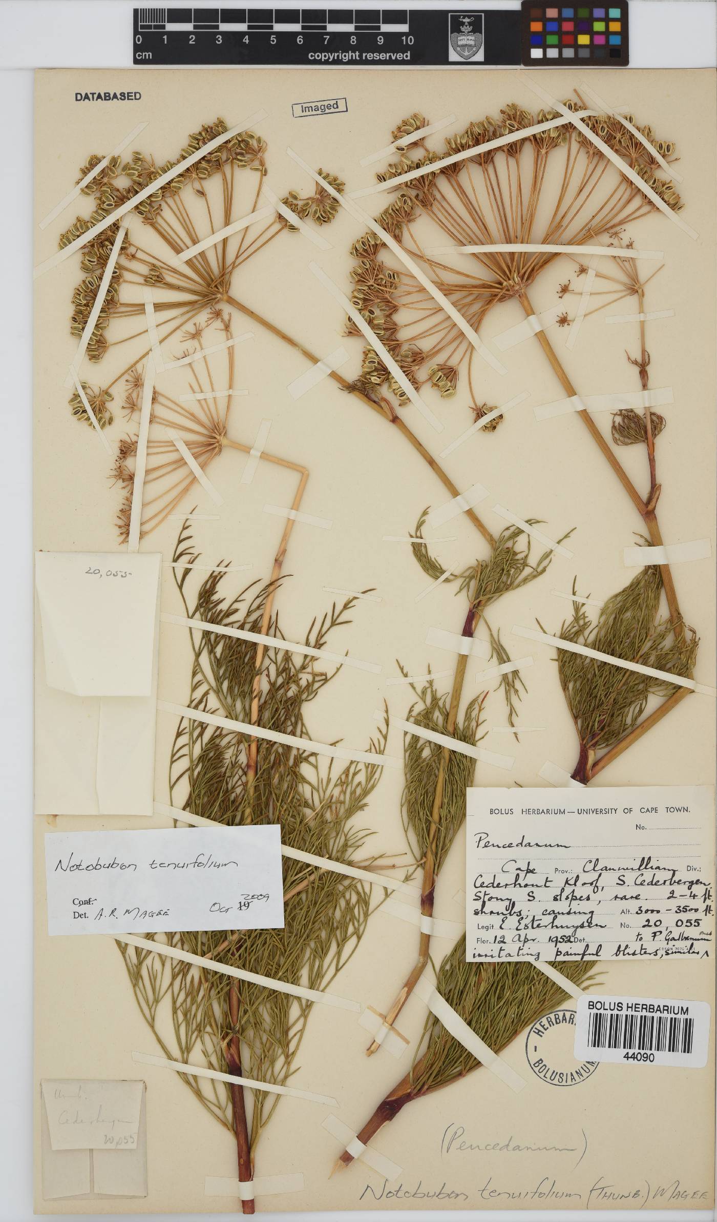 Notobubon tenuifolium image