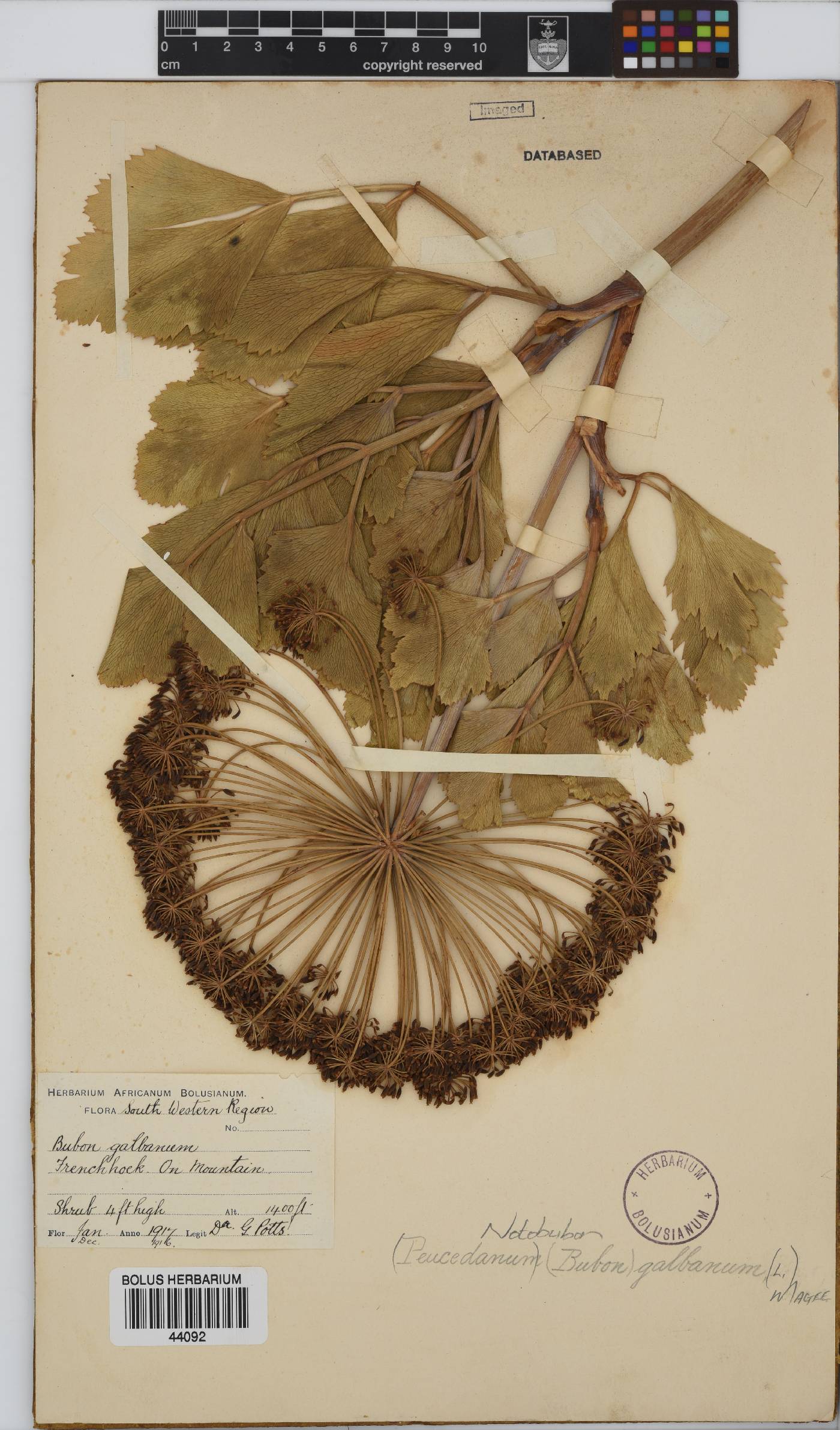 Notobubon galbanum image
