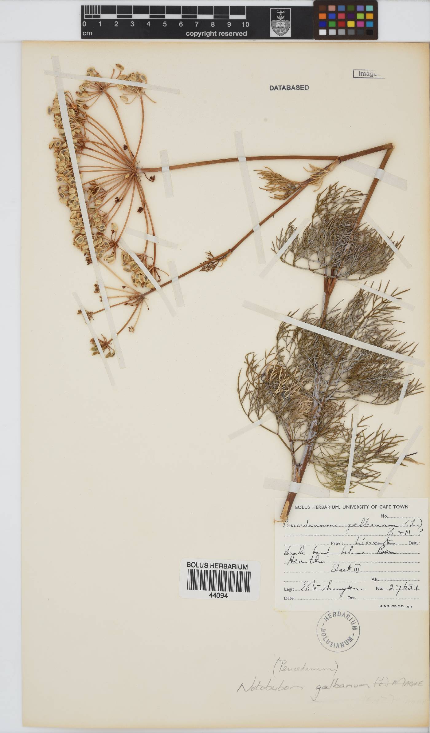 Notobubon galbanum image