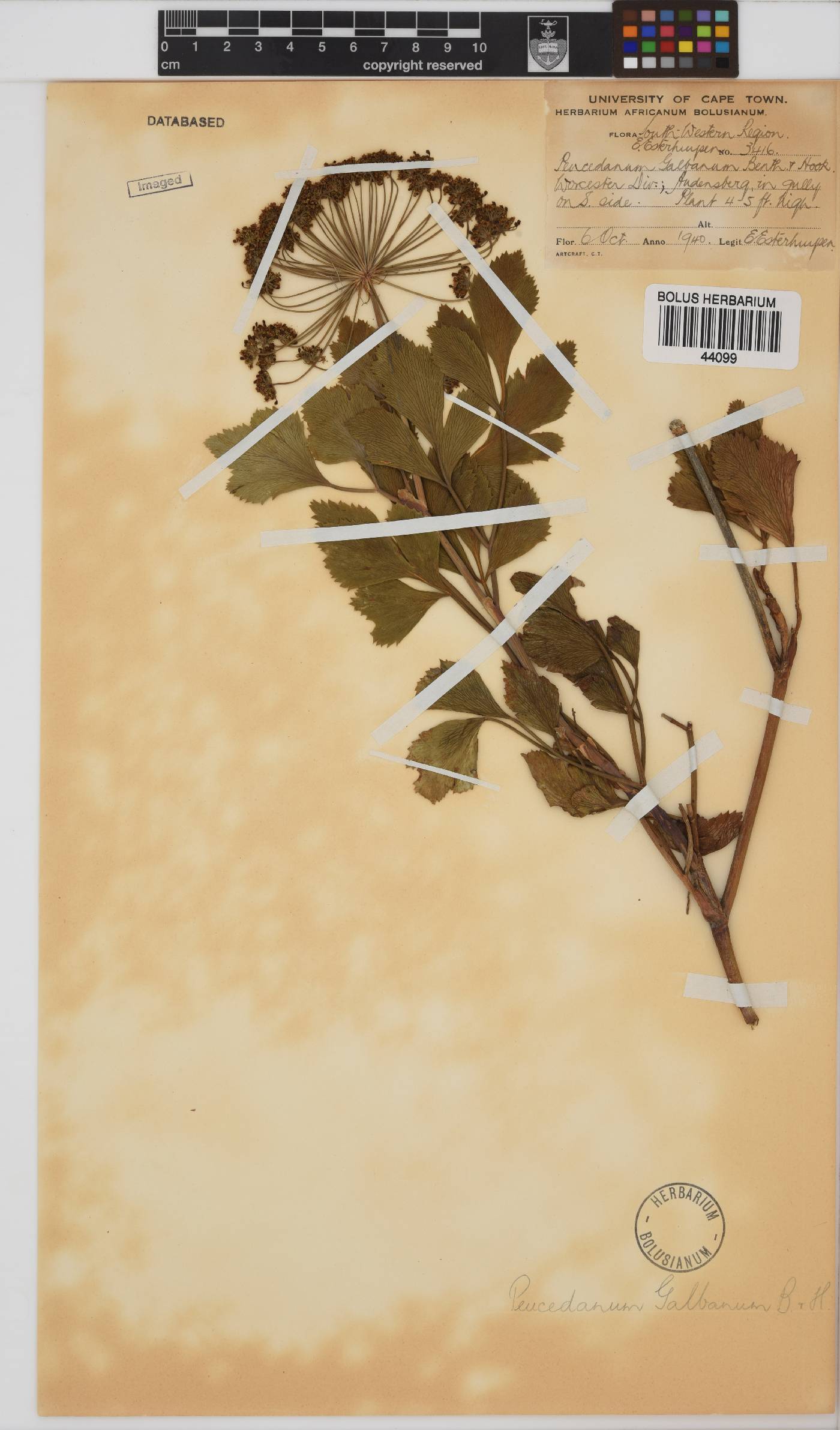 Notobubon galbanum image