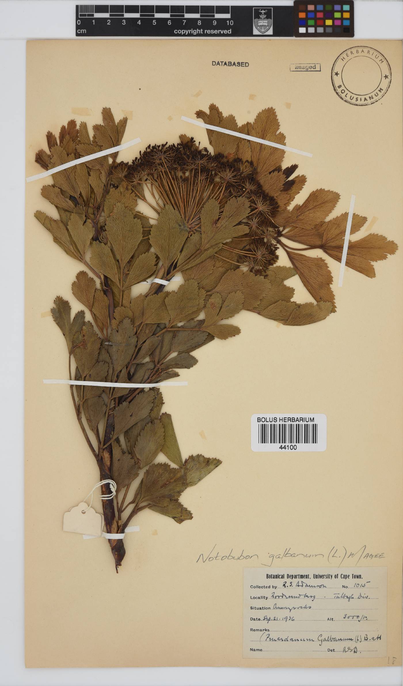Notobubon galbanum image