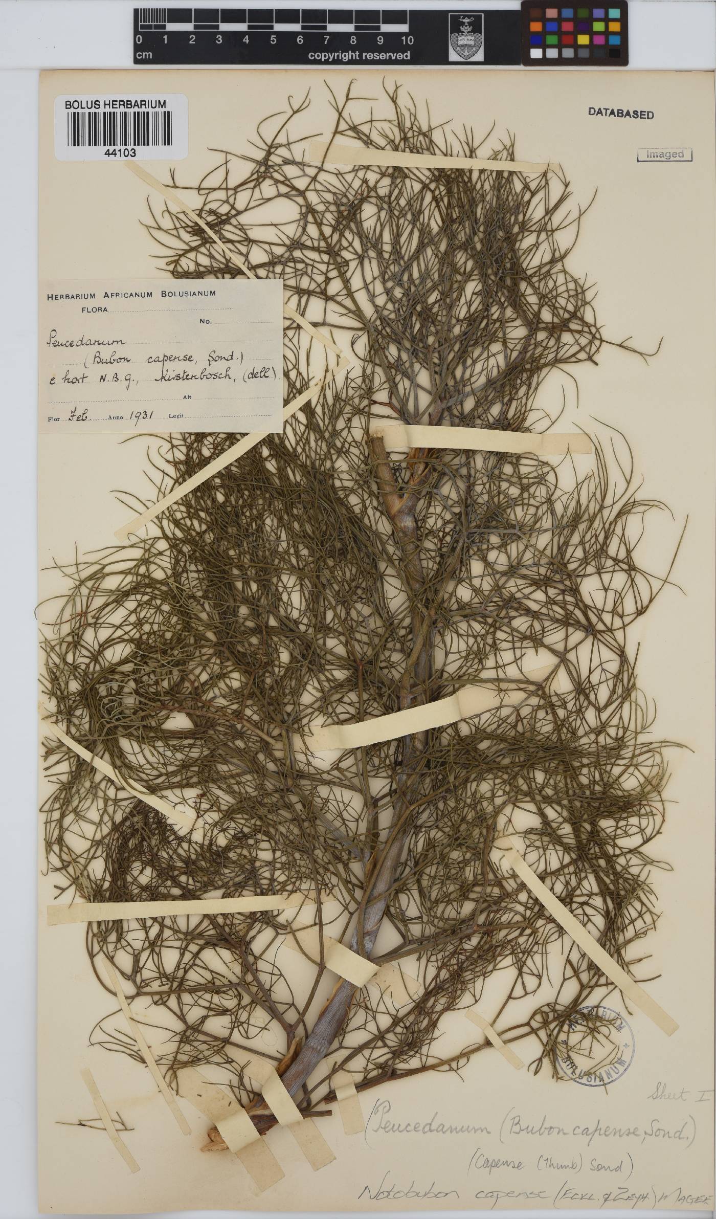 Notobubon capense image