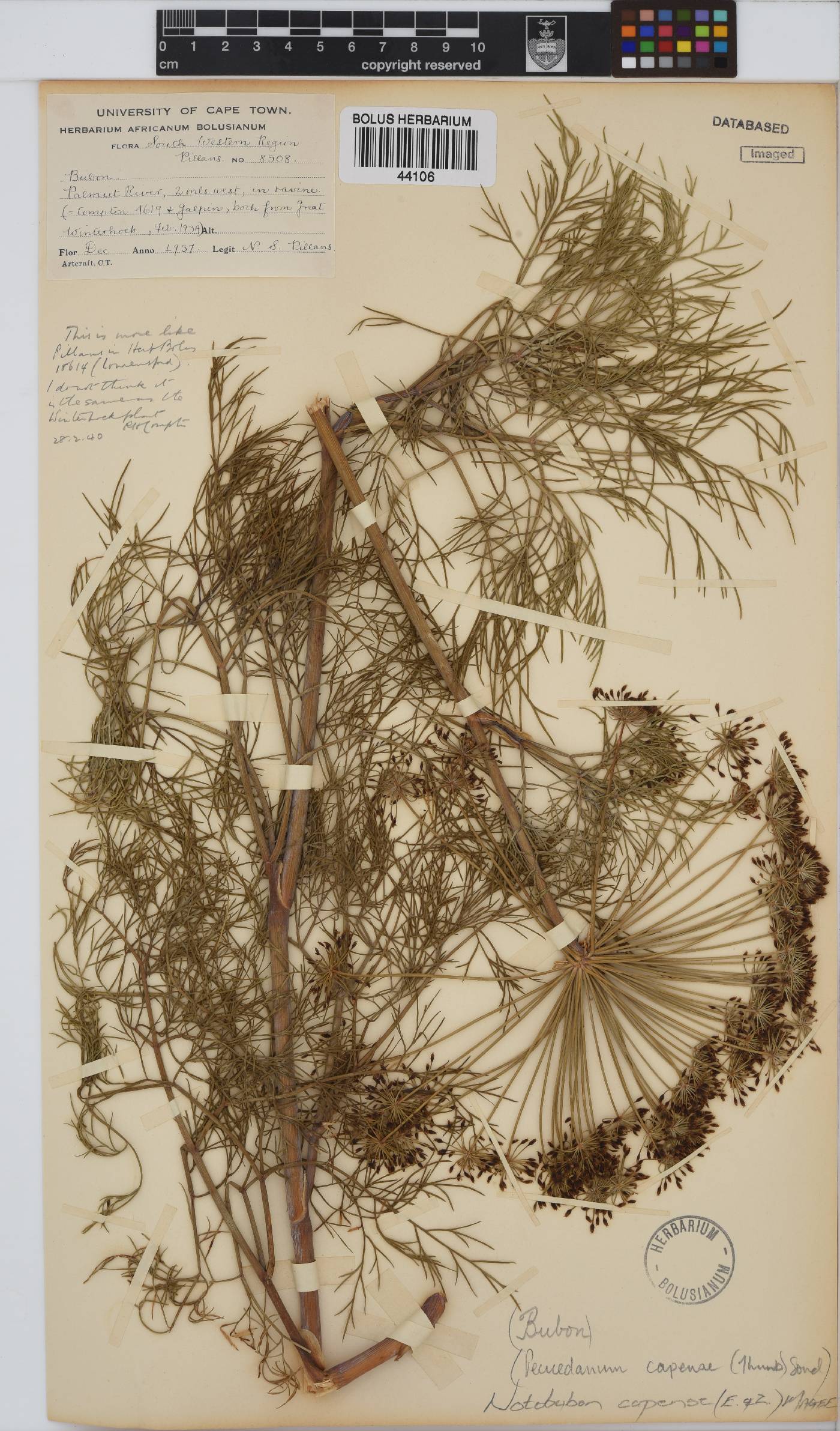 Notobubon capense image