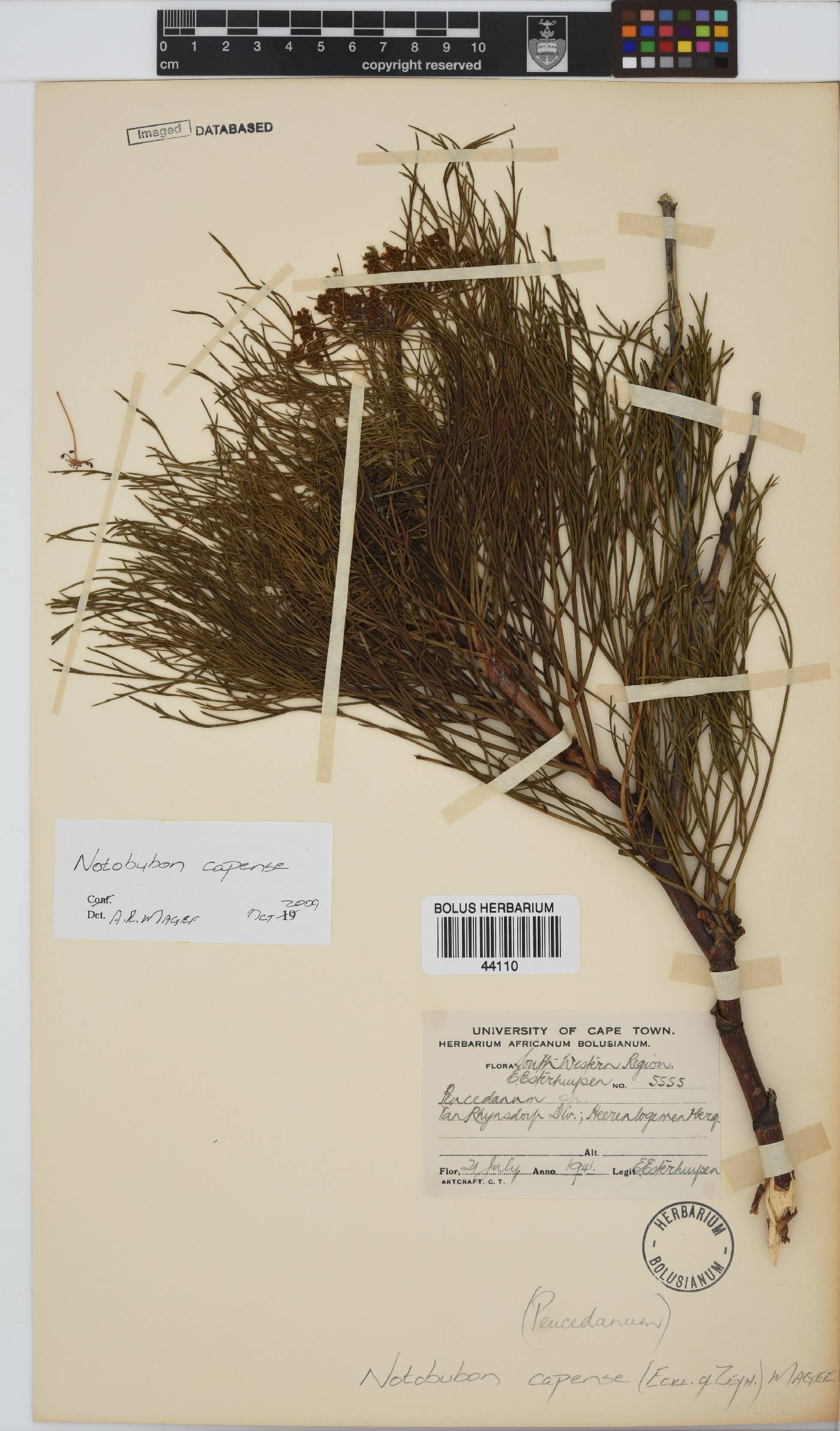Notobubon capense image
