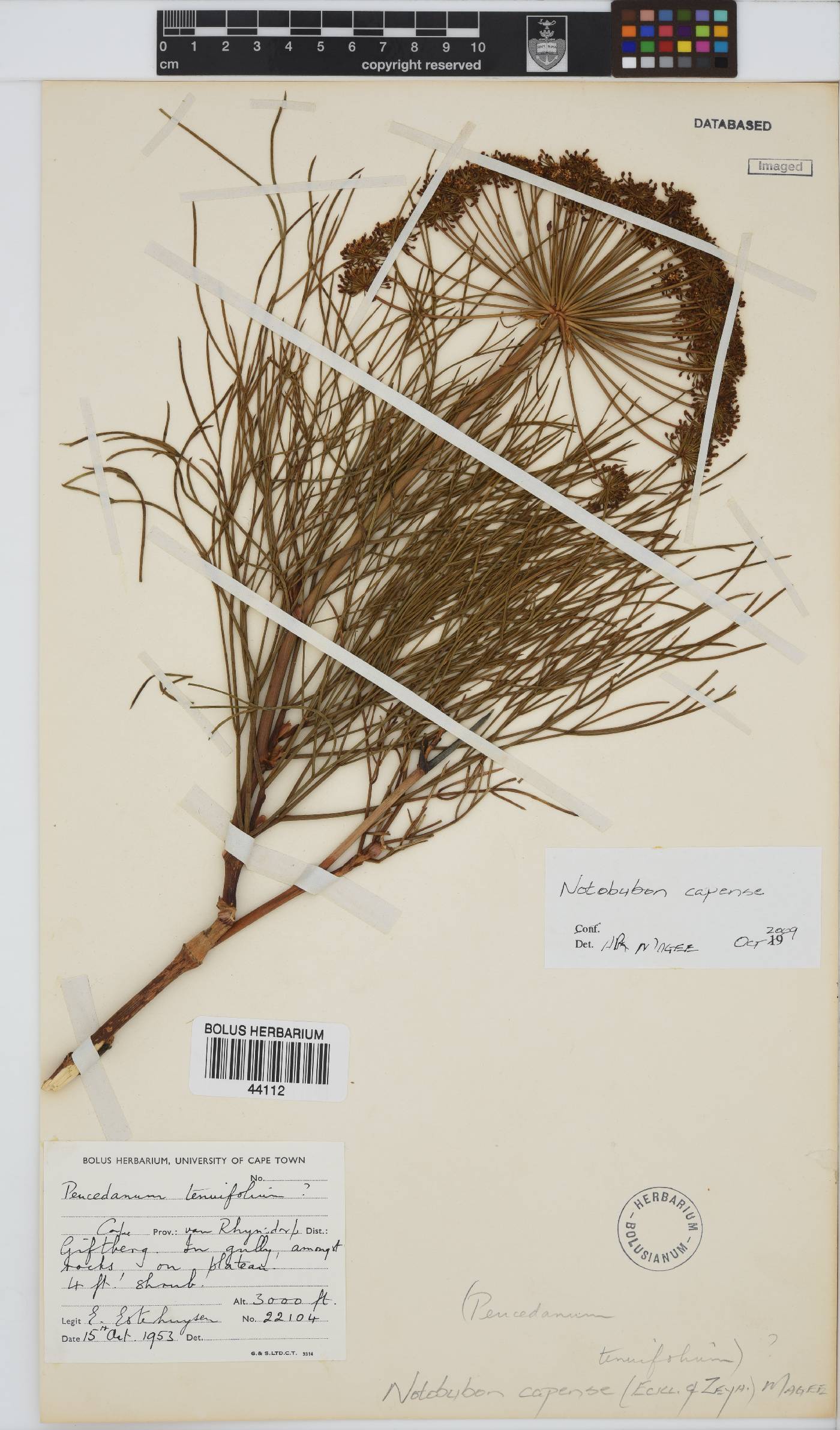 Notobubon capense image