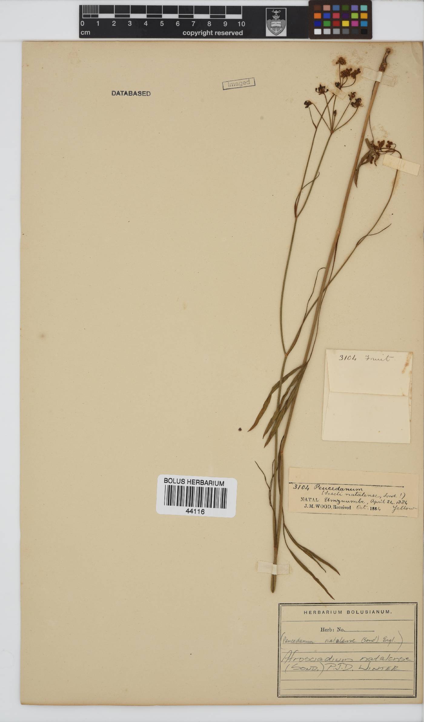 Afrosciadium natalense image