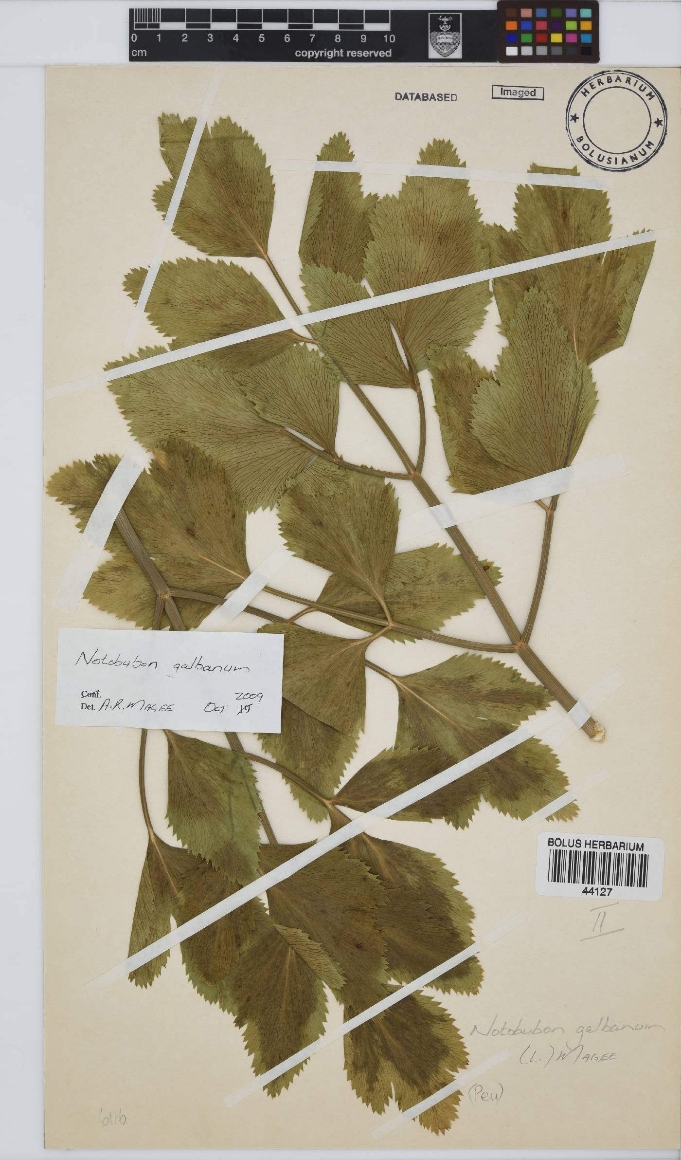 Notobubon galbanum image