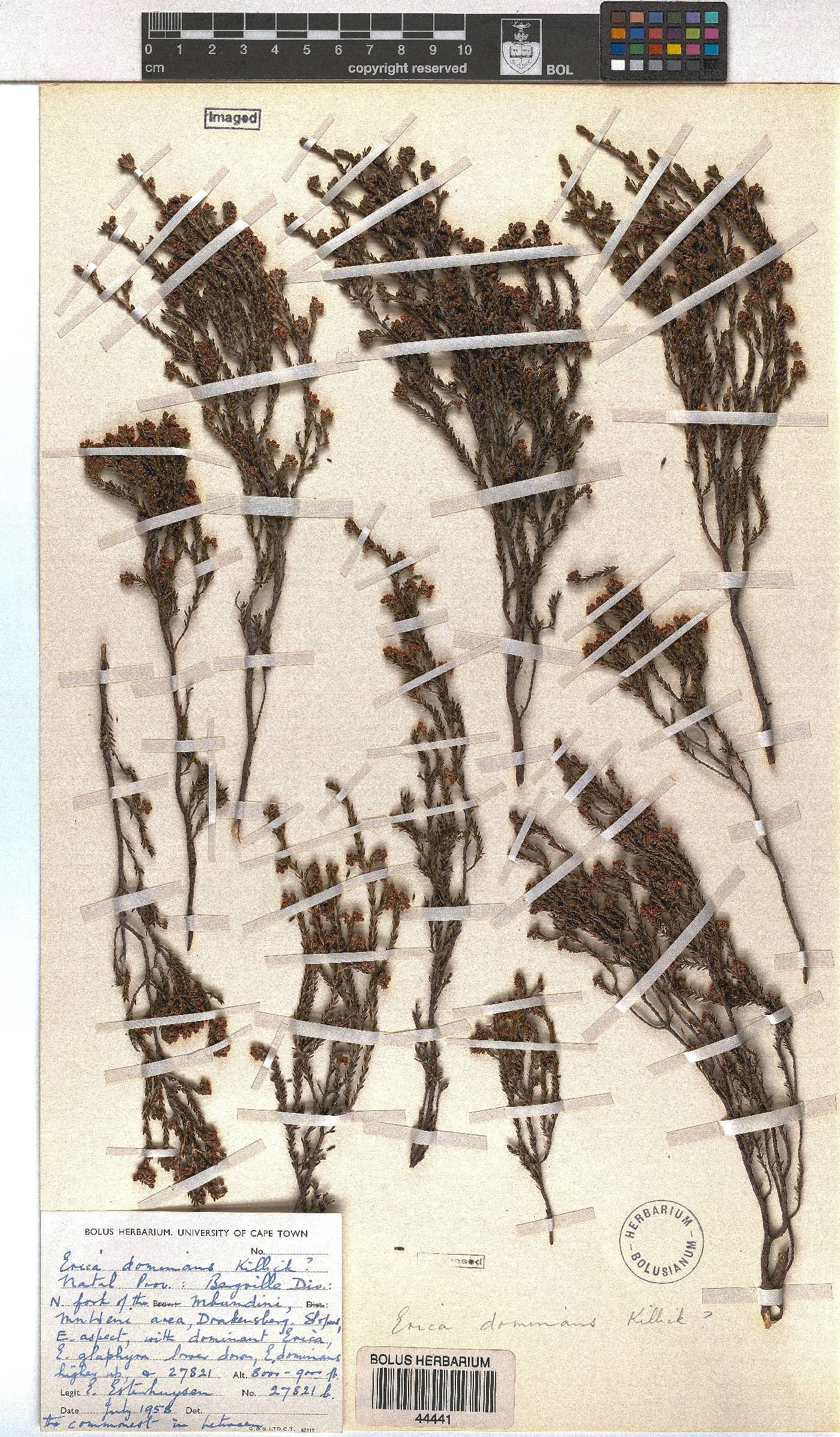 Erica dominans image