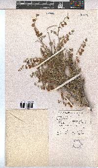 Hermannia trifurca image