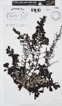 Sargassum incisifolium image