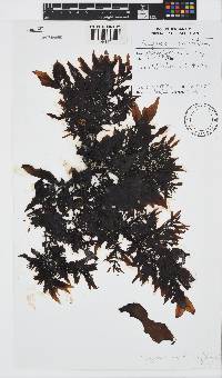 Sargassum incisifolium image