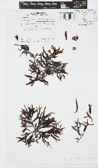 Sargassum portierianum image