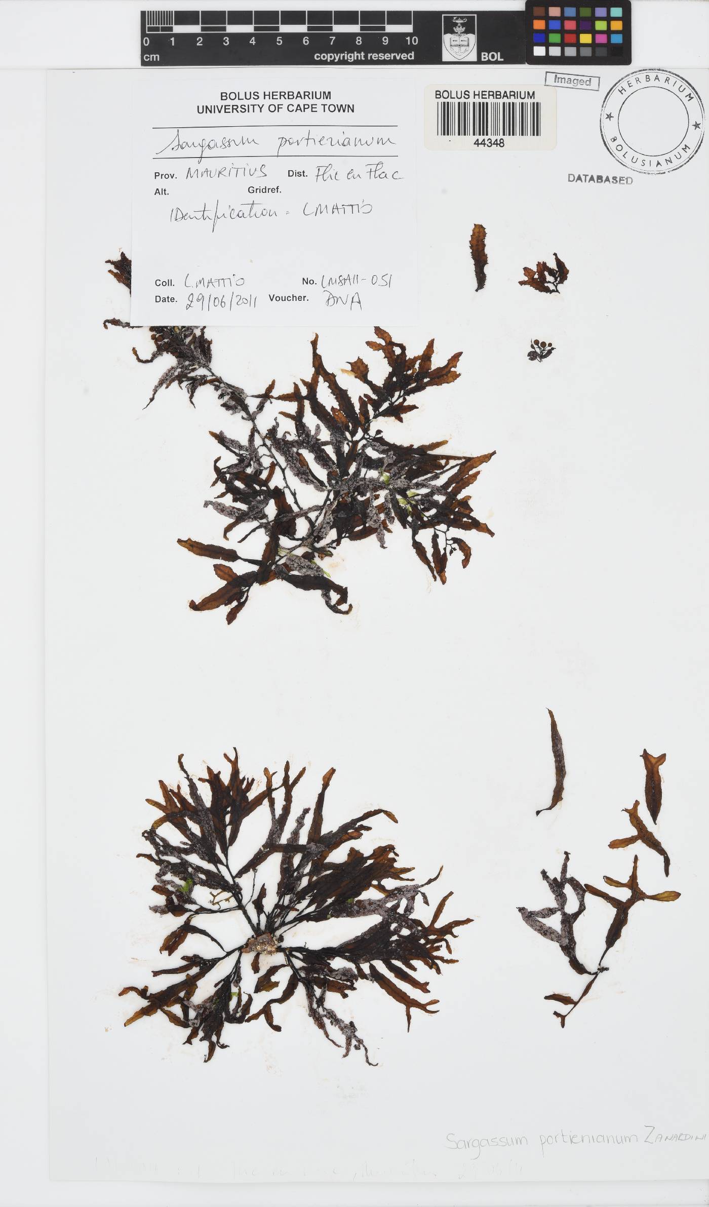 Sargassum portierianum image