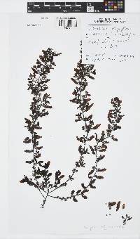 Sargassum polycystum image