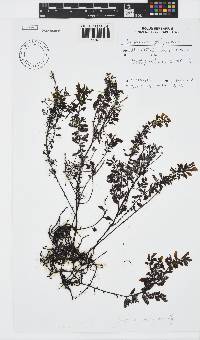 Sargassum polycystum image