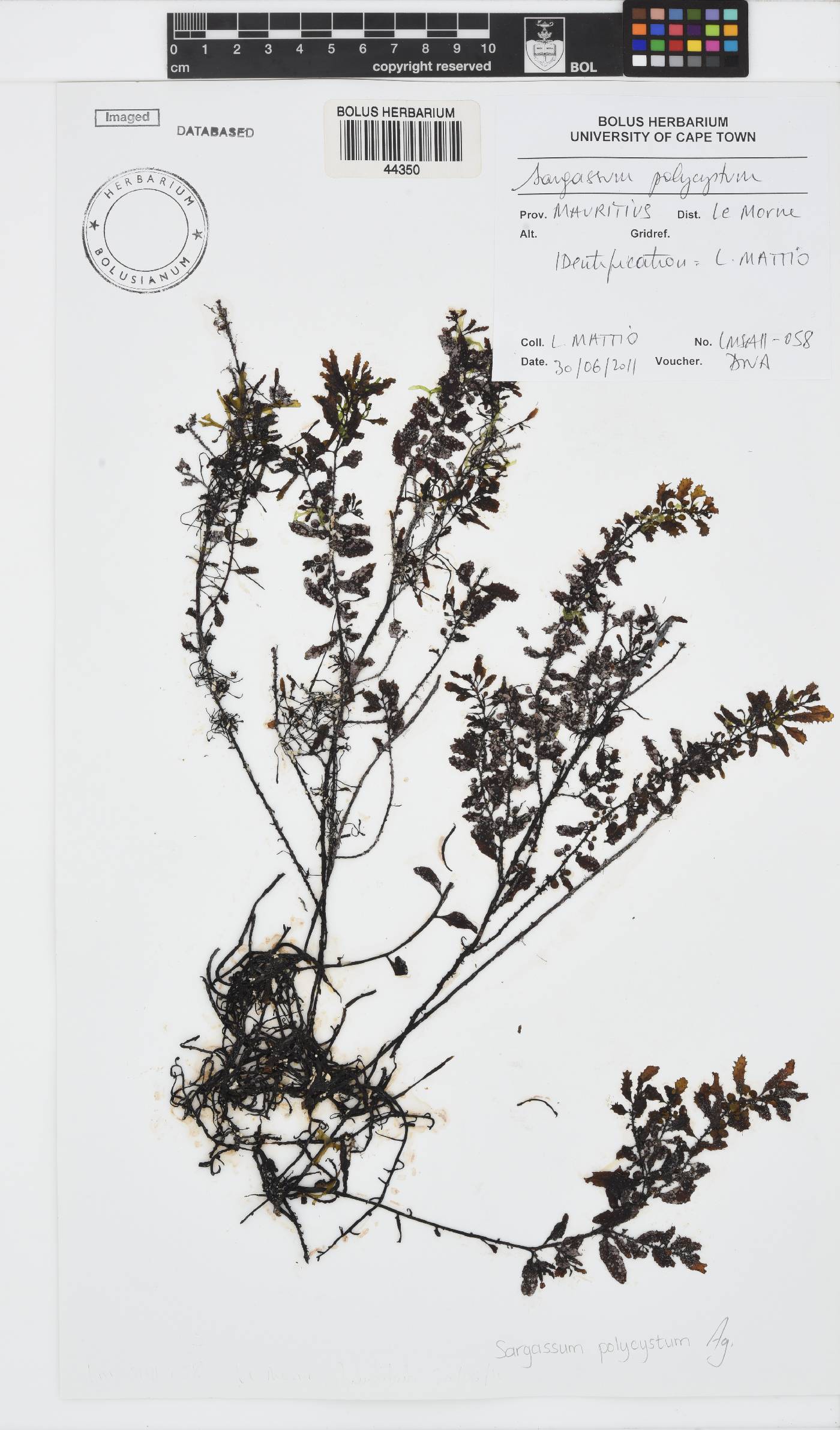 Sargassum polycystum image
