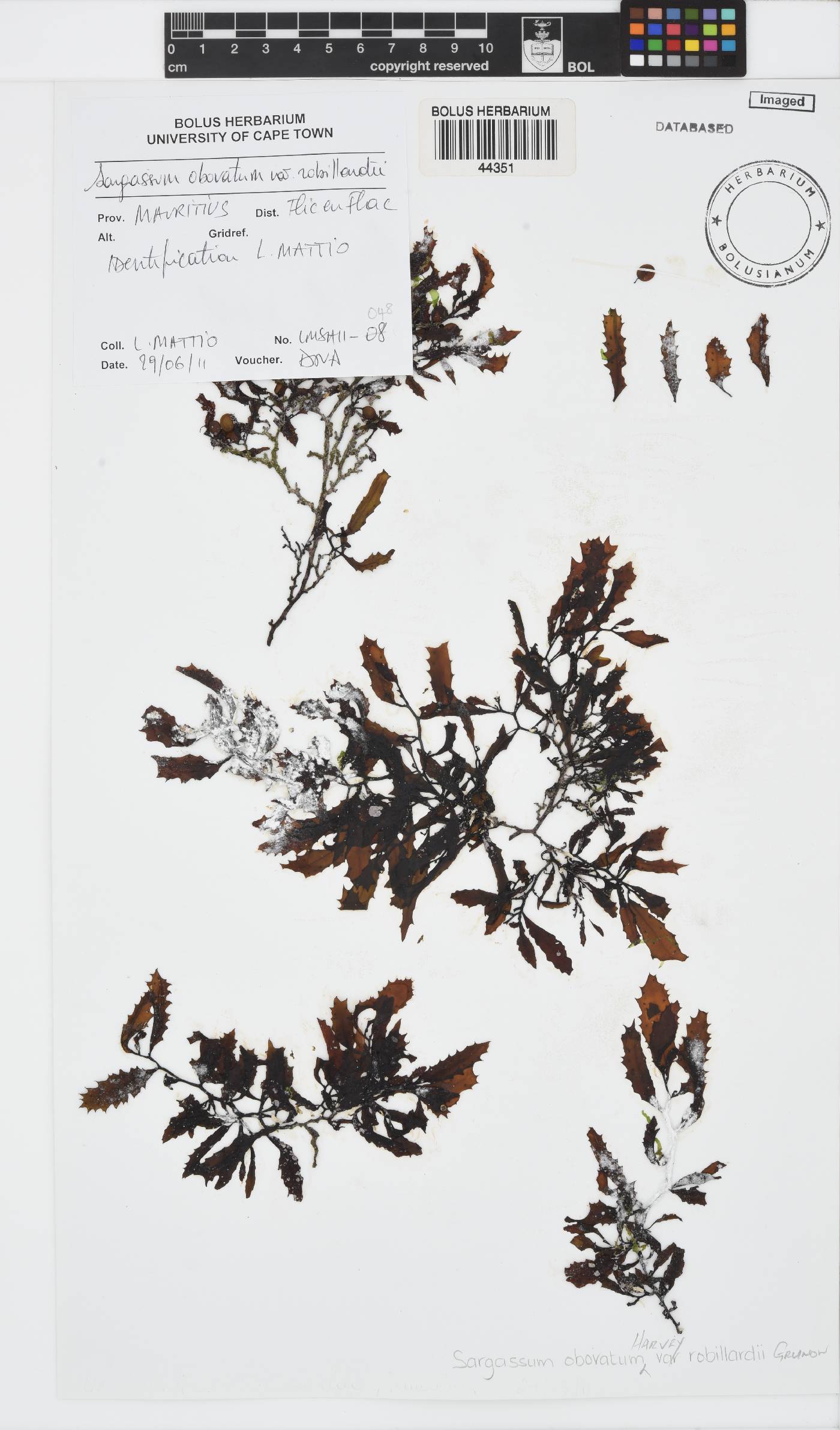 Sargassum robillardii image
