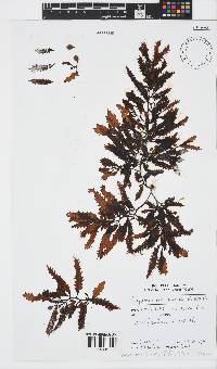 Sargassum robillardii image