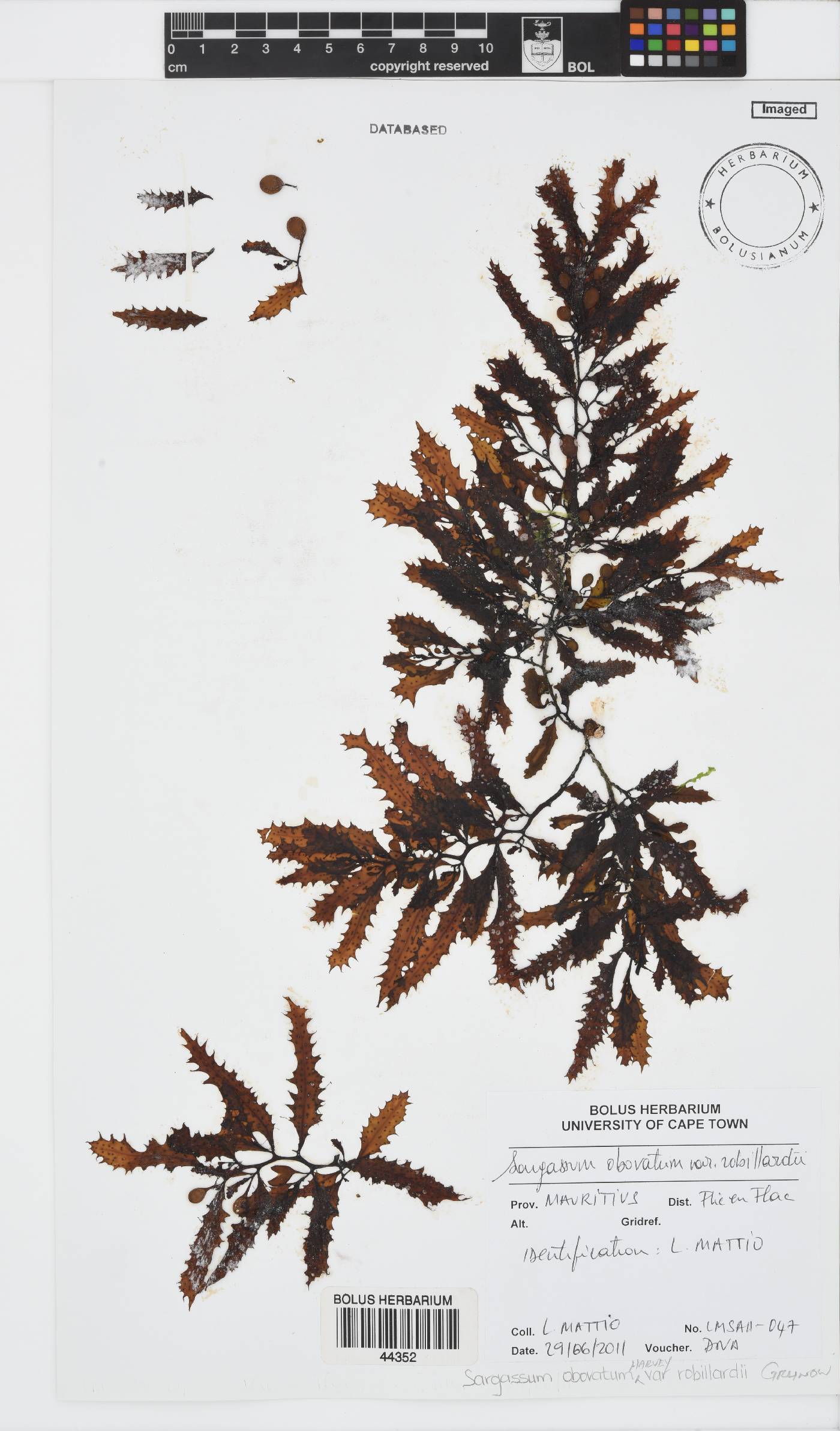 Sargassum robillardii image