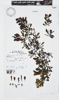 Sargassum obovatum image