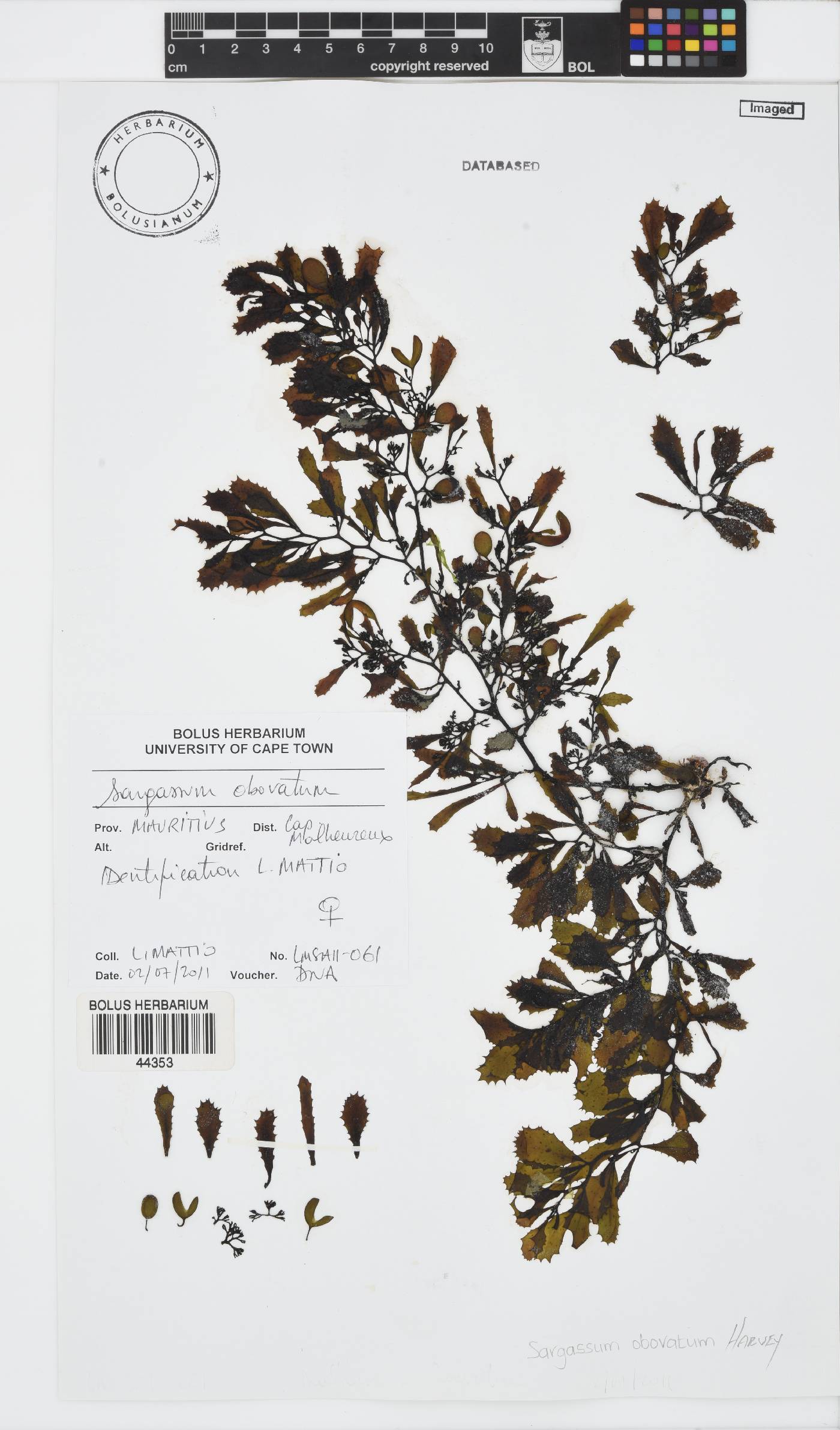 Sargassum obovatum image