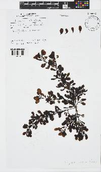 Sargassum obovatum image