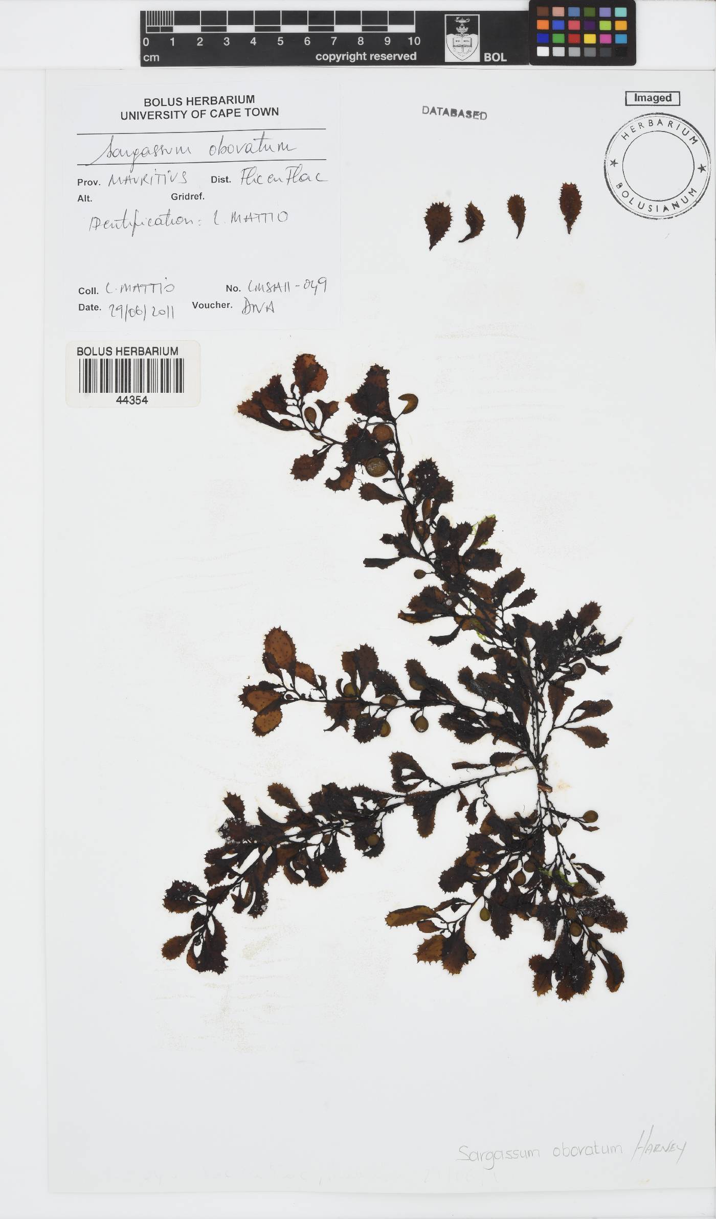 Sargassum obovatum image