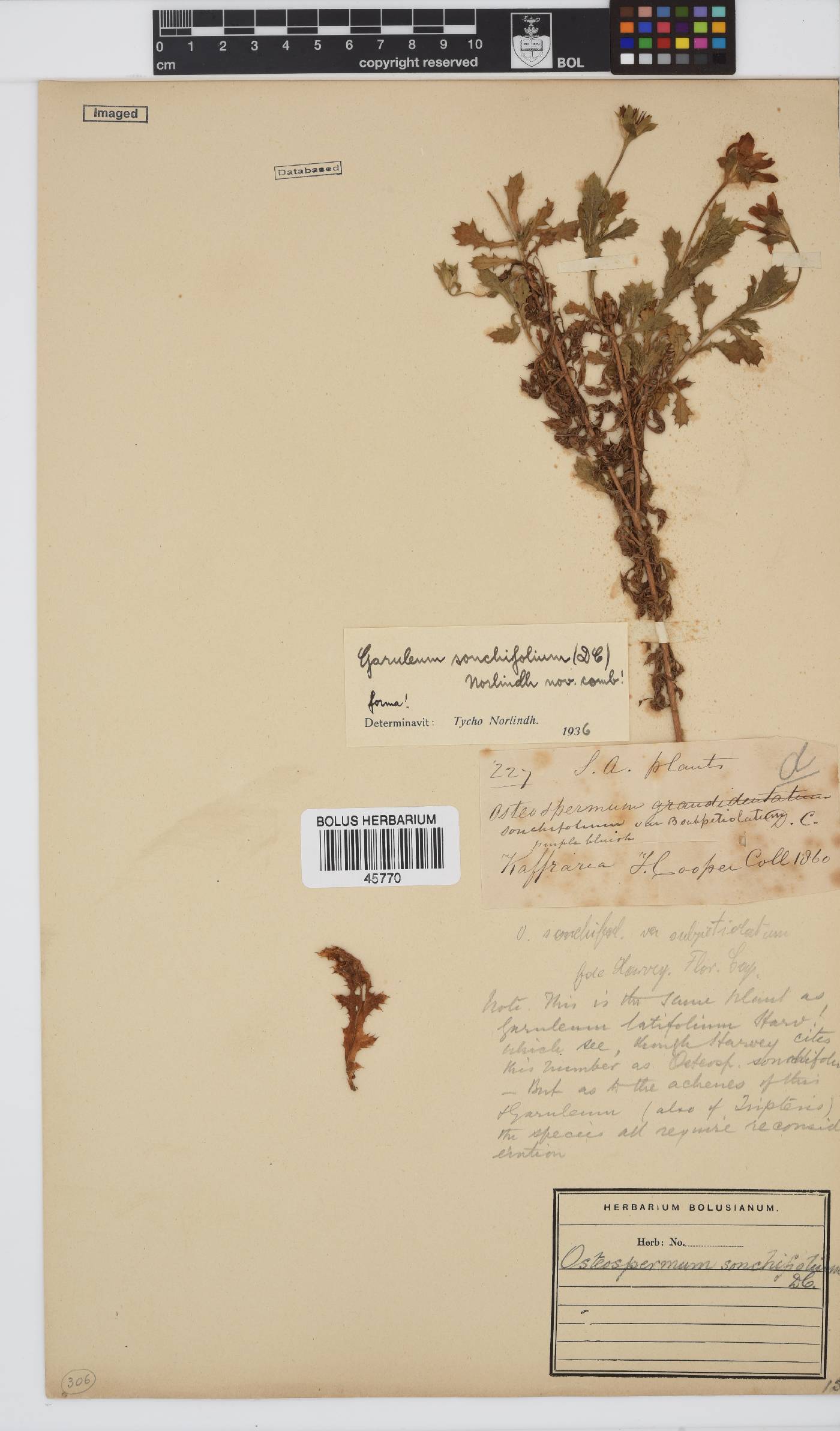 Garuleum sonchifolium image
