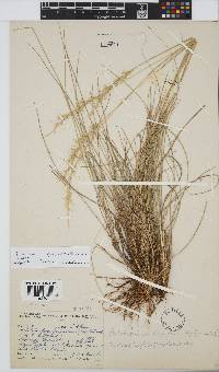 Trisetopsis longifolia image