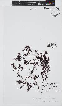 Gelidium pristoides image