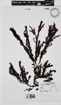 Neuroglossum binderianum image