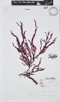 Gelidium vittatum image