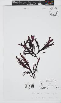 Sarcothalia stiriata image