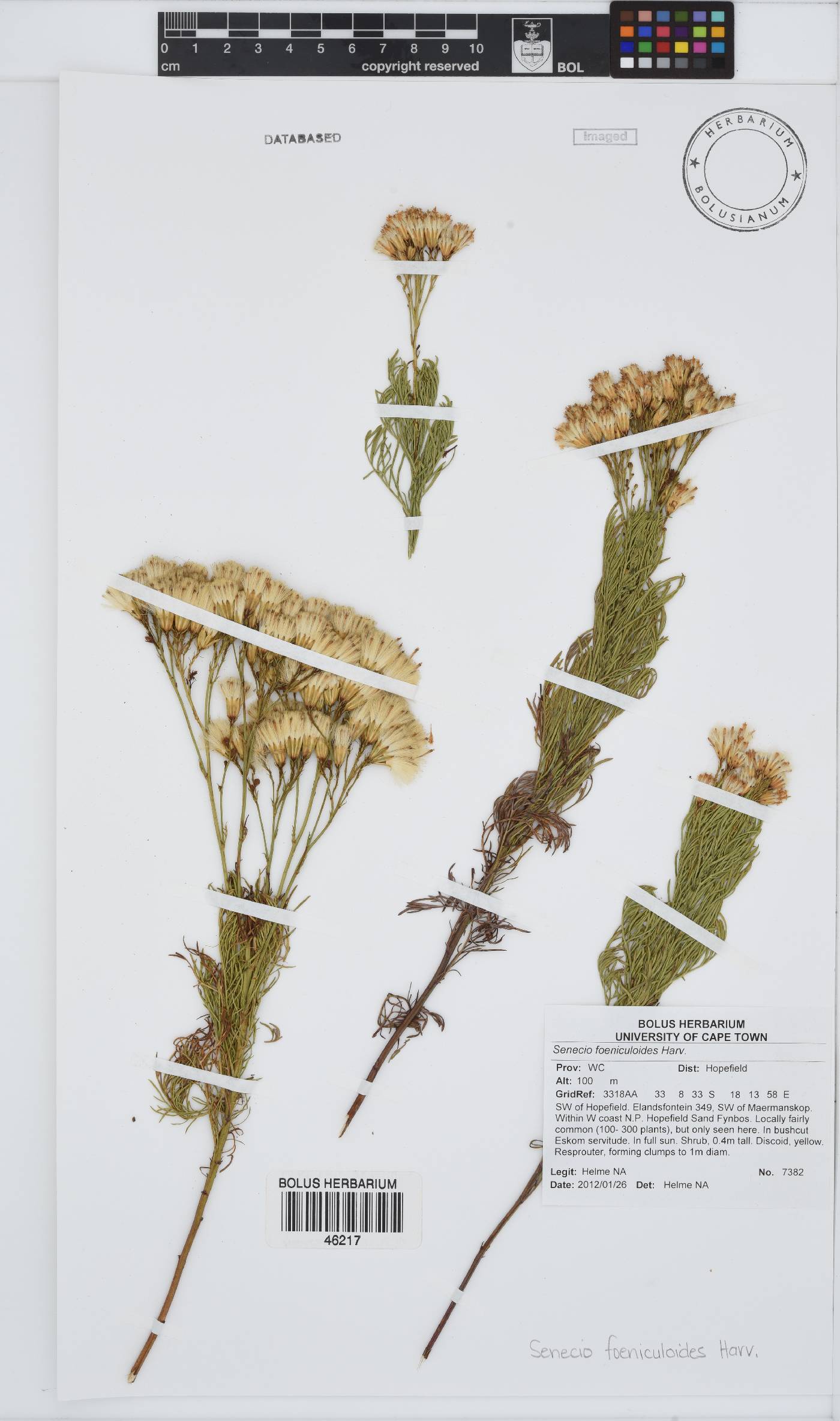 Senecio foeniculoides image