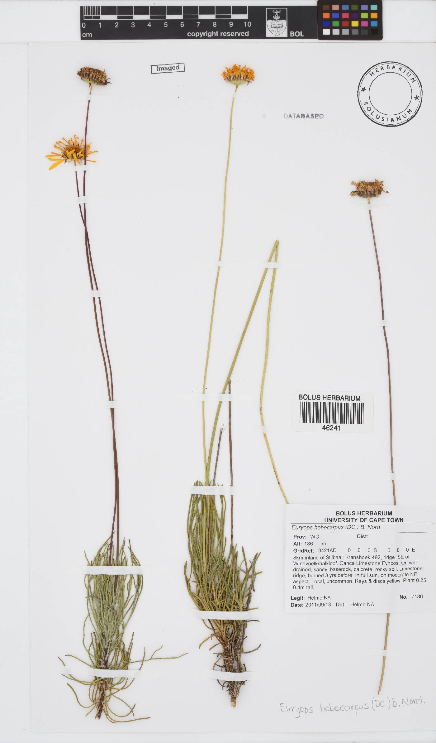 Euryops hebecarpus image